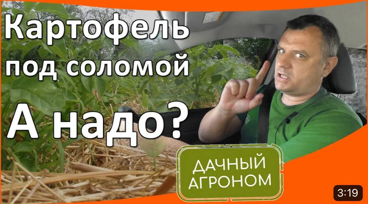 Дачный агроном картофель. Дачный агроном картофель. Дачный агроном картофель. Дачный агроном картофель. Дачный агроном картофель.