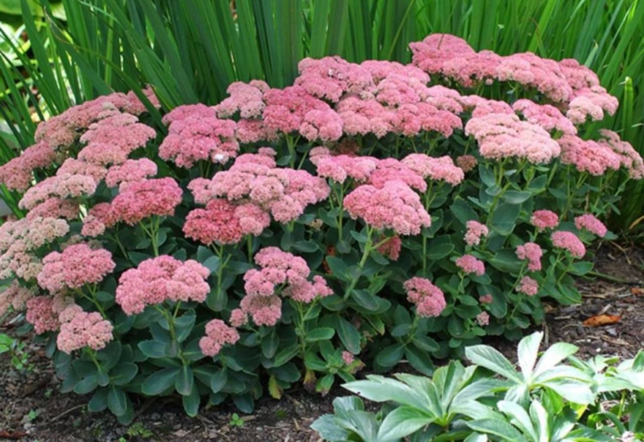 Седум видный фото. Очиток Видный (Sedum spectabile `Brilliant`). Очиток Видный (Sedum spectabile).