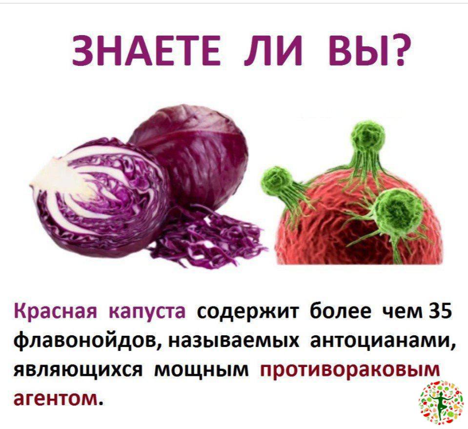 Почему капуста горчит. Чем полезна красная капуста. Красная капуста витамины. В чем польза красной капусты. Красная капуста польза.