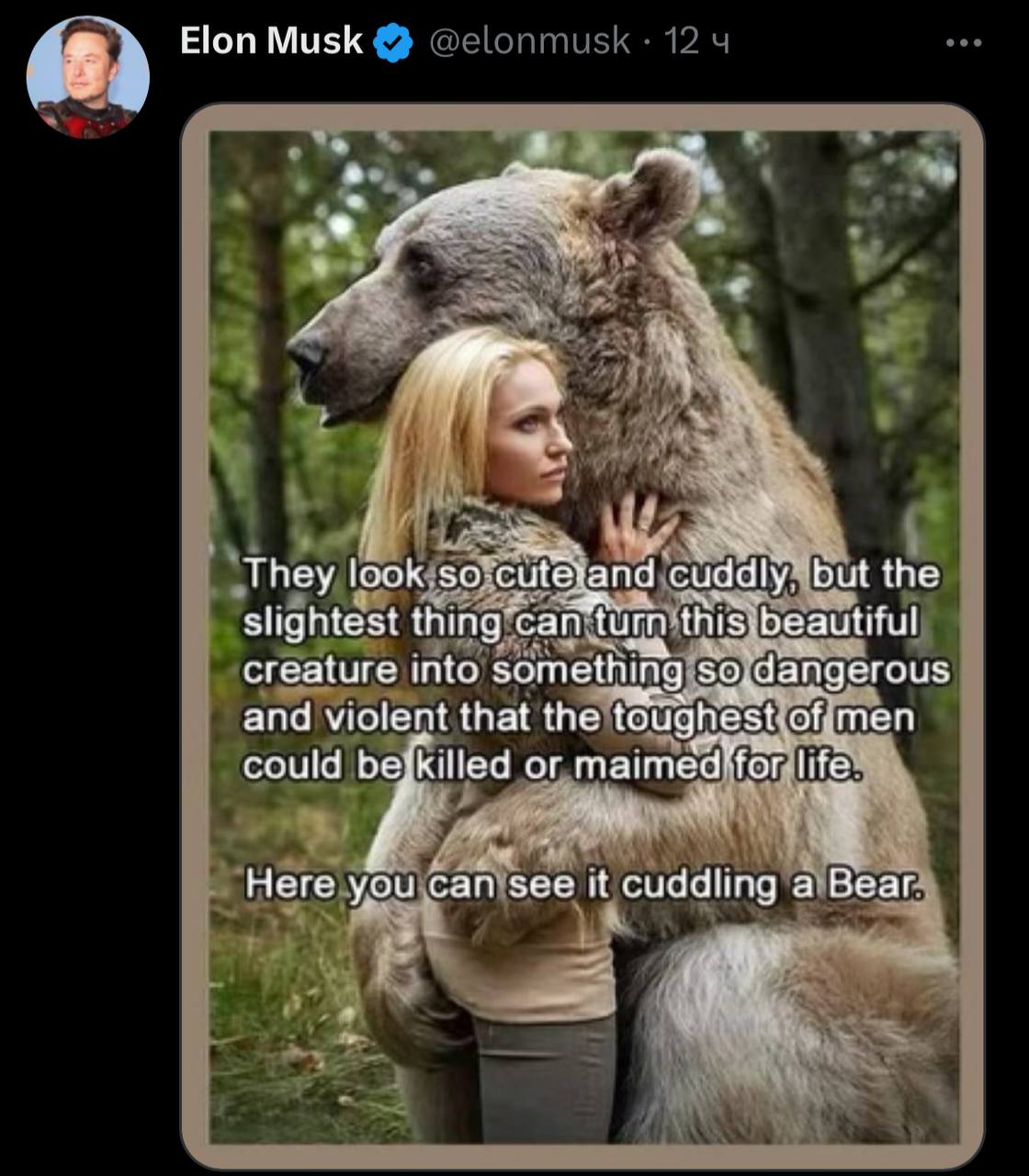 Но можно любые 1. Девушка и медведь. Медведь обнимает девушку. Медведь обнимает мужика. Девочка обнимает медведя.