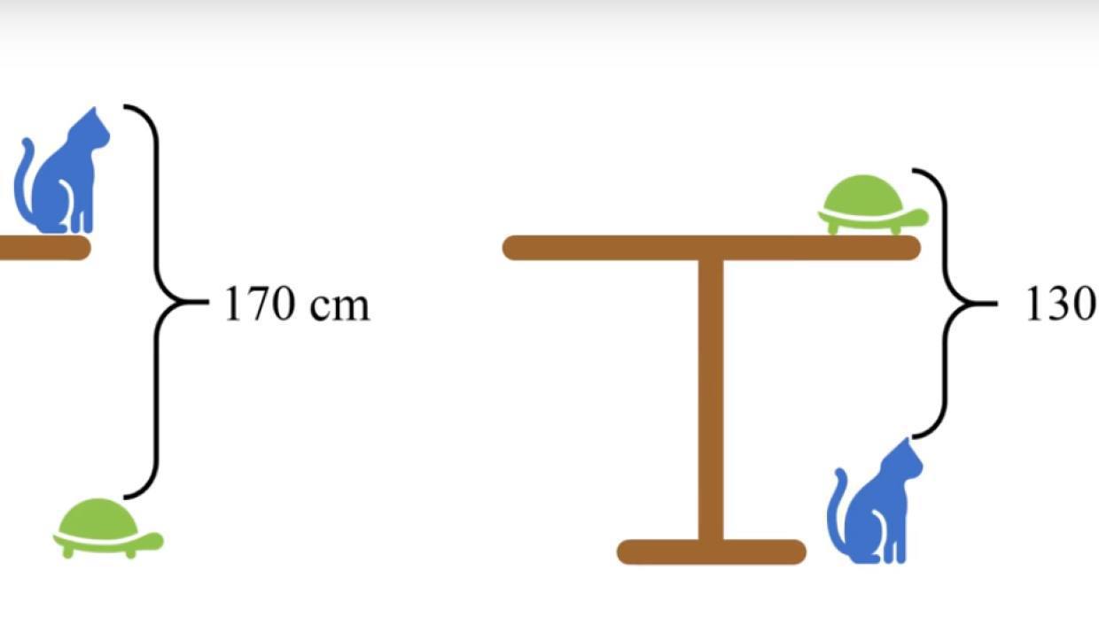 задача про стол кота и черепаху