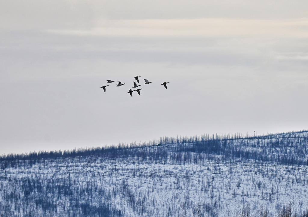 Погода на месяц в ленском якутия. Булунский район якутии. Снегопад в якутске. Температура в якутске в январе. Город ленск якутия наводнение 2001.