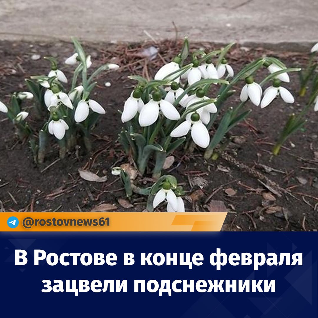 В каком месяце появляются подснежники. Подснежник. Подснежники в Ростове. Первые цветы в феврале.