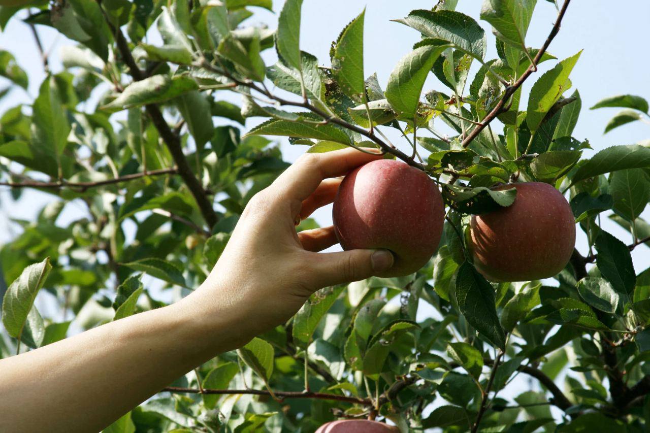 С яблони сорвать яблоко. Яблоня дерево. Плод яблони. Сбор урожая с деревьев. Собирать яблоки.