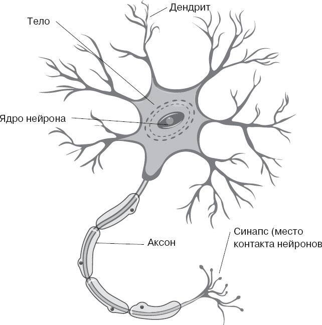 Строение нейрона рисунок с подписями 8 класс