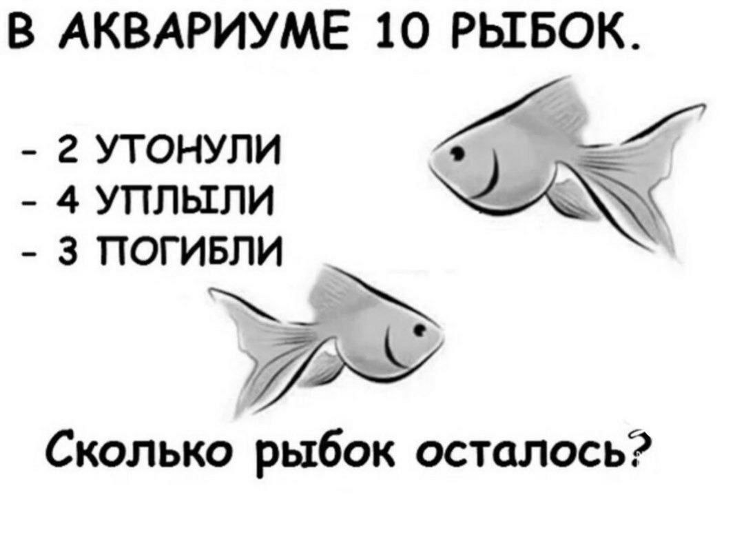 У людей память как у рыбки. Сколько рыбок осталось в аквариуме. Сколько IQ У рыбы. Сколько память у золотой рыбки. Память у рыбки сколько по времени.