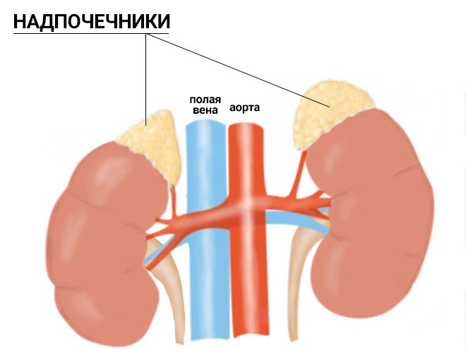 Почки И Надпочечники Расположение У Женщины Фото