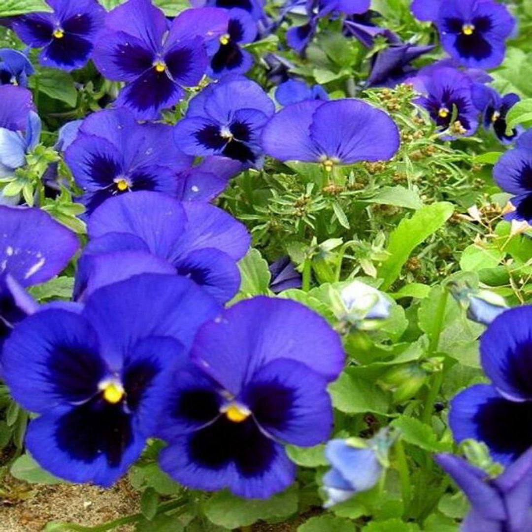 Виола бамбини. Виола двурогая цветок. Волна крупноцветковая. Анютины глазки однолетние. Анютины глазки цветы многолетние.