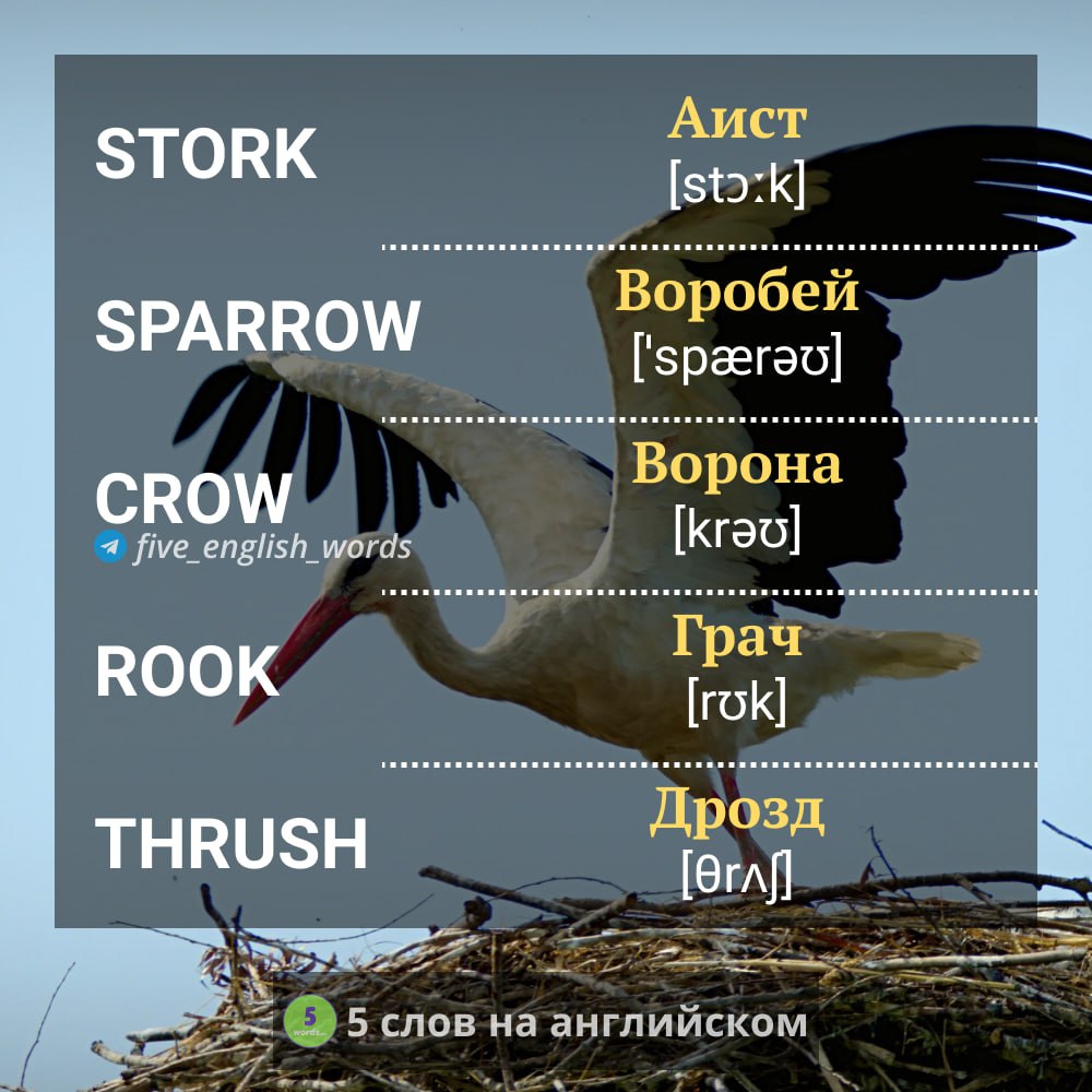 Какие родственные слова на тему птиц.