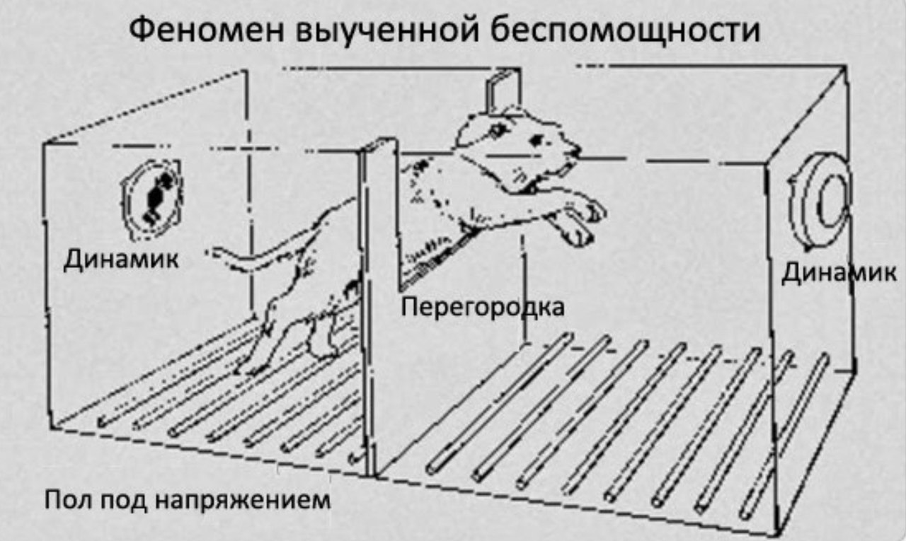 Беспомощность. Феномен выученной беспомощности.