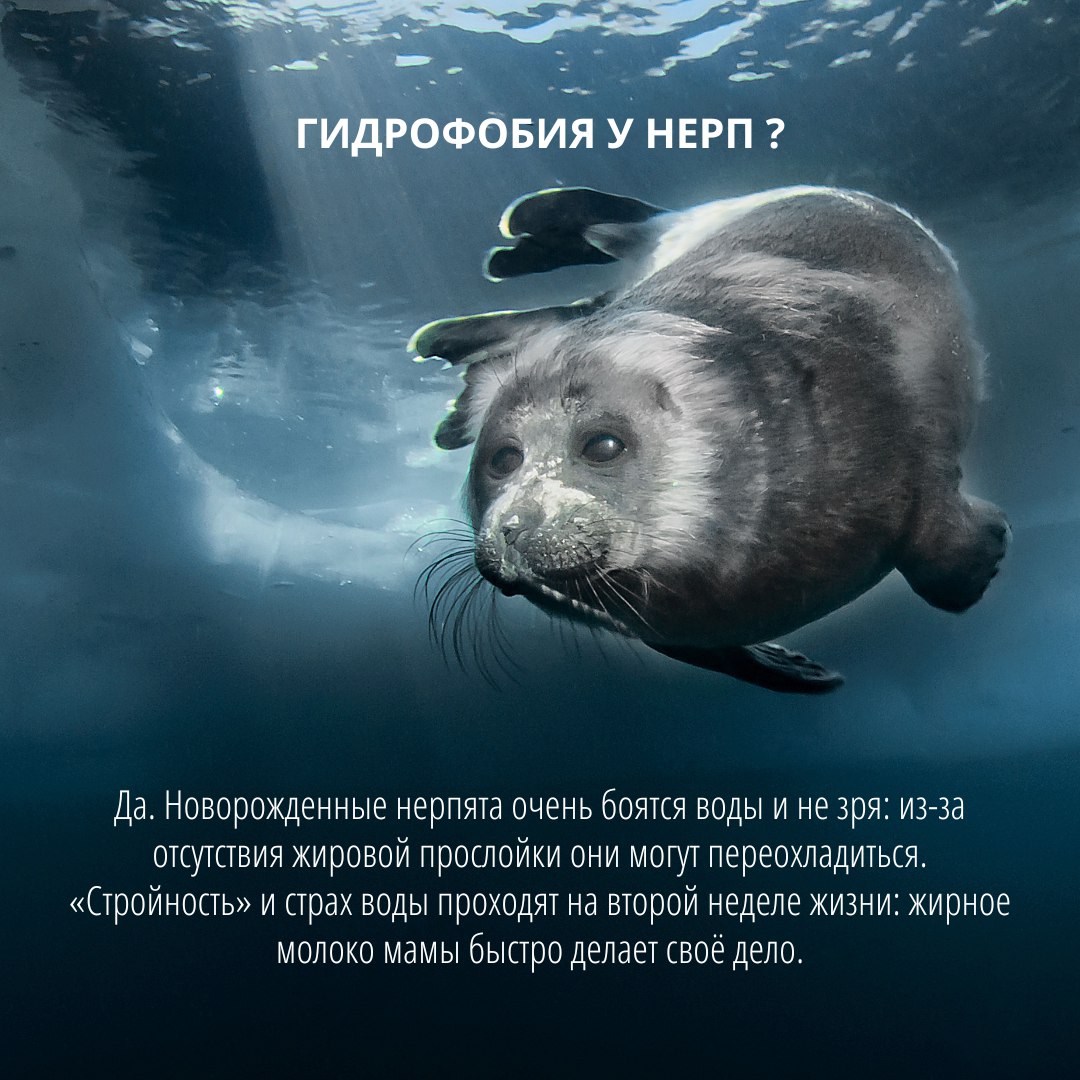 всемирный день защиты морских млекопитающих
