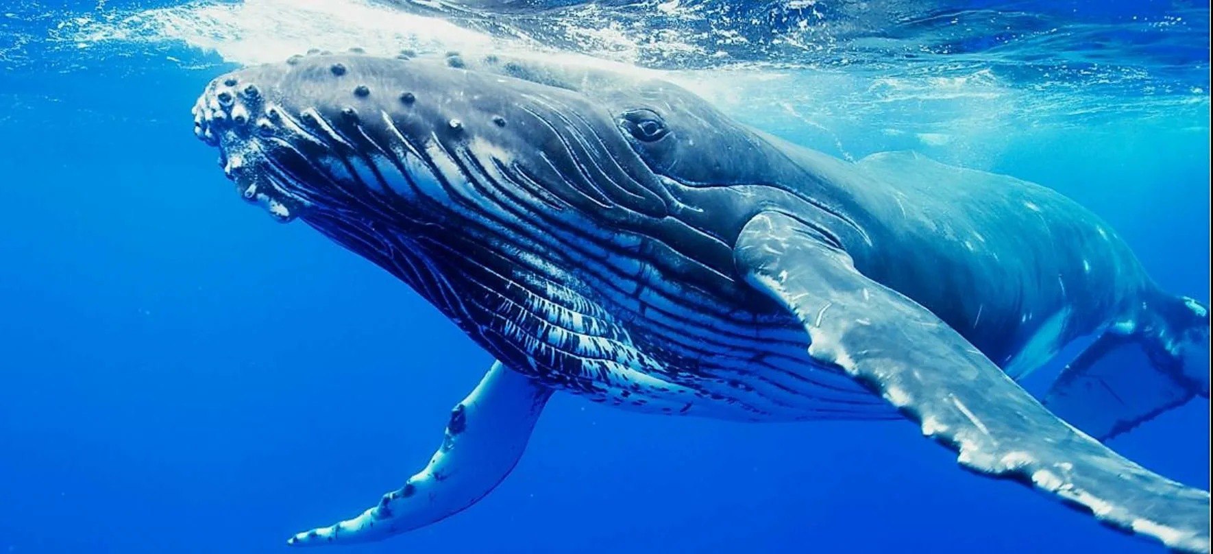 Жизнь синих китов. Горбатый кит. Кит Горбач. Горбач синий кит Кашалот. Китообразные горбатый кит.