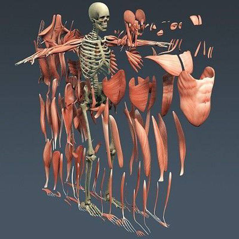 Anatomy 3d РјС‹С€С†С‹