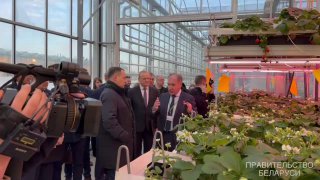 Купить Цветы В Минске Дешево Дорорс
